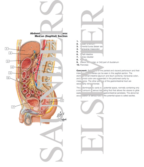 Watermarked preview of labeled image: Abdominal Wall and Viscera: Median (Sagittal) Section
Peritoneum