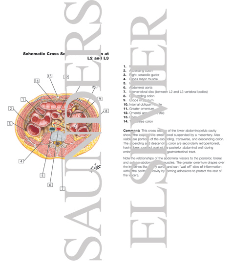 Peritoneum
Schematic Cross Section of Abdomen At L2, L3, and L4