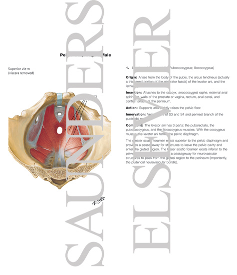 Watermarked preview of labeled image: Pelvic Diaphragm: Male
Floor of Abdominopelvic Cavity