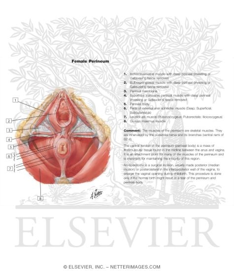 Watermarked preview of labeled image: Muscles of the Female Perineum