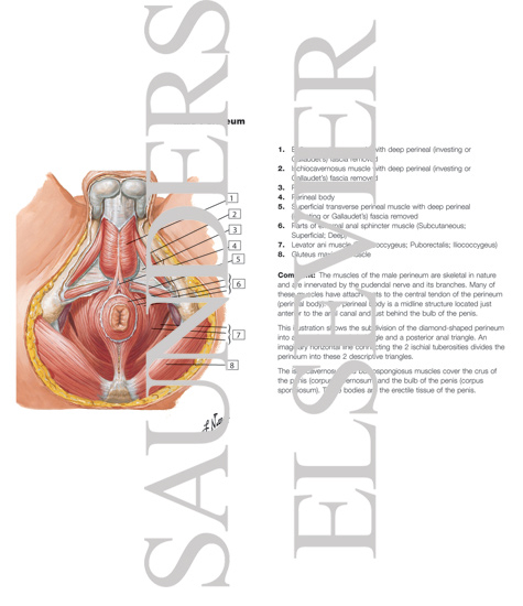 Watermarked preview of labeled image: Male Perineum