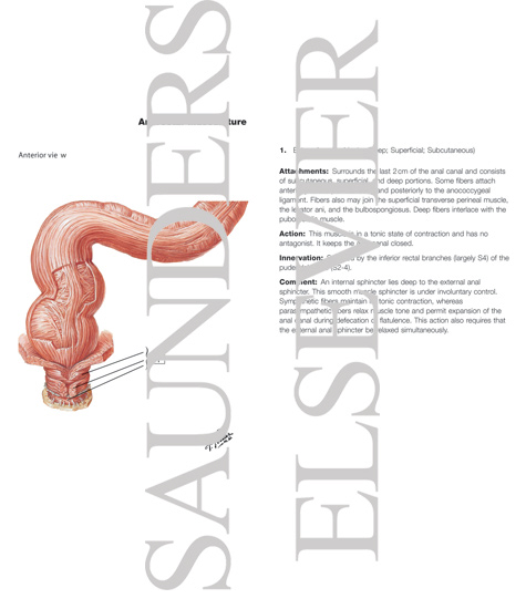 Watermarked preview of labeled image: Anorectal Musculature