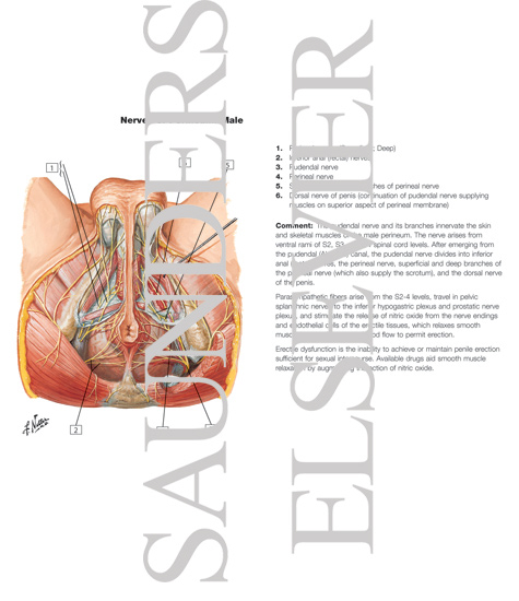 Watermarked preview of labeled image: Innervation of Abdomen and of Perineum