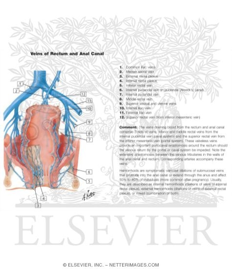 Watermarked preview of labeled image: Veins of Rectum and Anal Canal
Venous Drainage of Small and Large Intestine