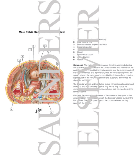 Watermarked preview of labeled image: Pelvic Contents: Male