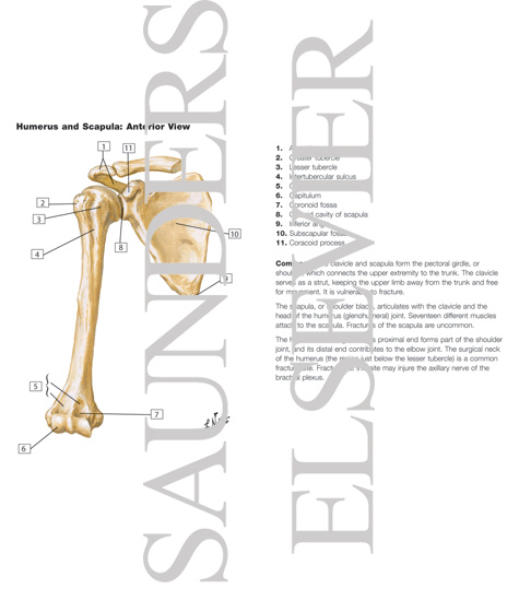 Scapula and Humerus