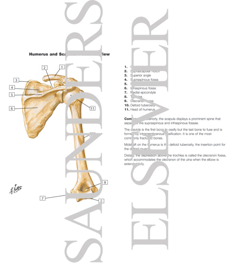 Superior and Inferior Clavicle