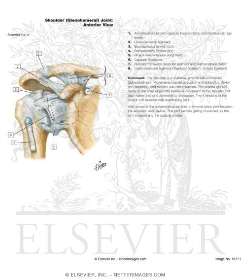 Watermarked preview of labeled image: Shoulder: Glenohumeral Joint