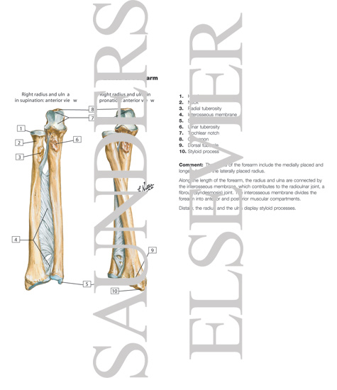 Bones of Forearm
