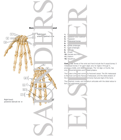 Watermarked preview of labeled image: Bones of Wrist and Hand