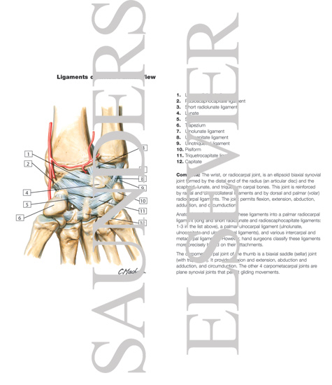 Watermarked preview of unlabeled image: Ligaments of Wrist