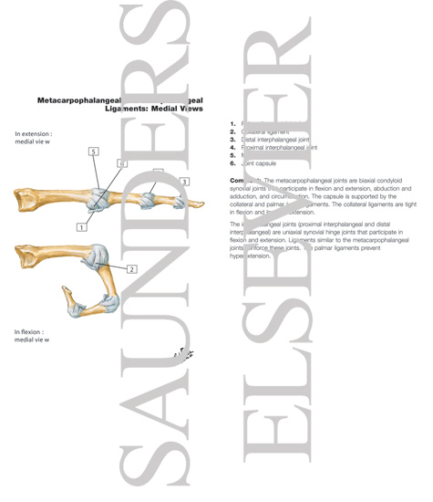 Watermarked preview of labeled image: Metacarpophalangeal and Interphalangeal Ligaments 
Metacarpophalangeal and Interphalangeal Joints