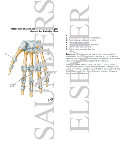 Metacarpophalangeal and Interphalangeal Ligaments Metacarpophalangeal