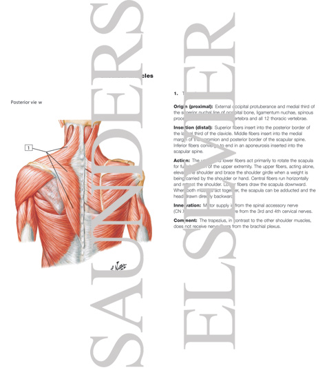 Watermarked preview of labeled image: Muscles Connecting Upper Limb to Vertebral Column
Muscles of Shoulder