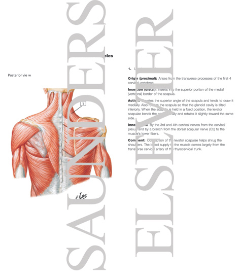 Watermarked preview of labeled image: Muscles Connecting Upper Limb to Vertebral Column
Muscles of Shoulder
