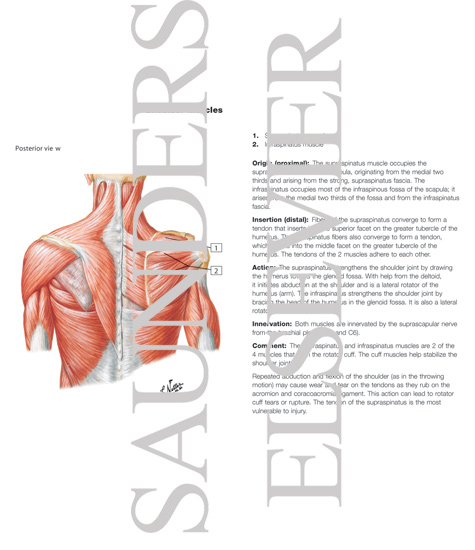 Muscles Connecting Upper Limb to Vertebral Column
Muscles of Shoulder