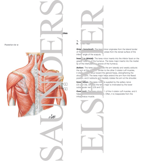 Watermarked preview of labeled image: Muscles Connecting Upper Limb to Vertebral Column
Muscles of Shoulder