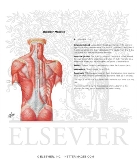 Muscles of Back: Superficial Layers
Superficial Muscles: Posterior Neck and Back