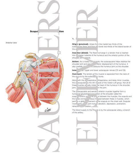 Scapulohumeral Dissection Scapulohumeral Region