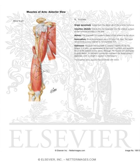 Watermarked preview of labeled image: Arm Muscles With Portions of Arteries and Nerves
Muscles of Arm: Anterior Views