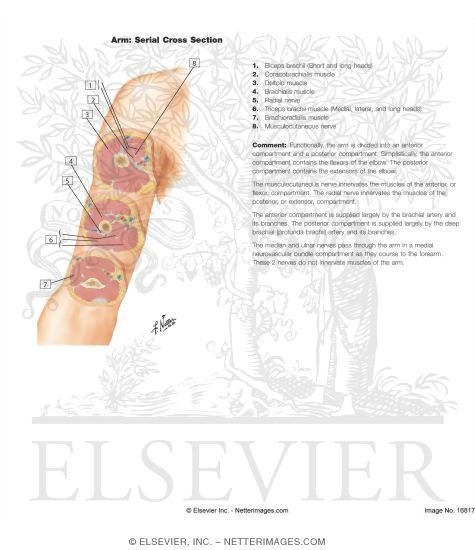 Cross-Sectional Anatomy of Upper Arm 