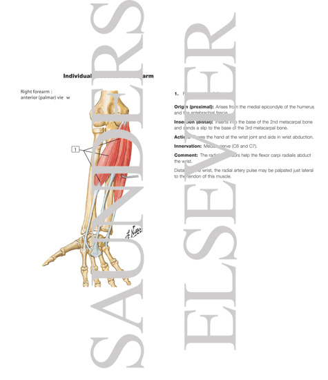 Individual Muscles of Forearm: Flexors of Wrist