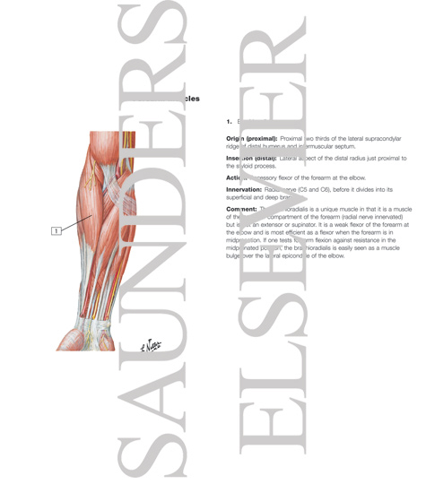 Watermarked preview of labeled image: Muscles of Forearm (Superficial Layer): Anterior View