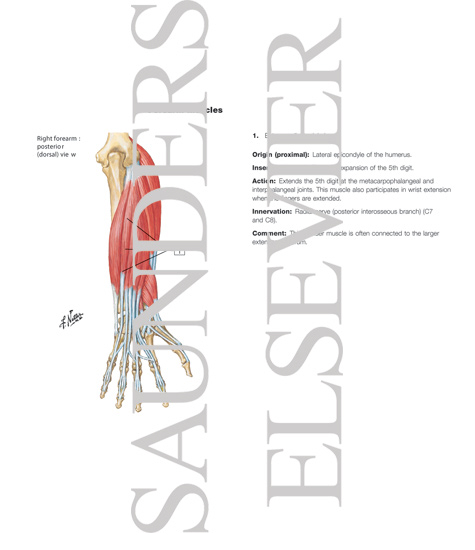 Individual Muscles of Forearm: Extensors of Wrist and Digits