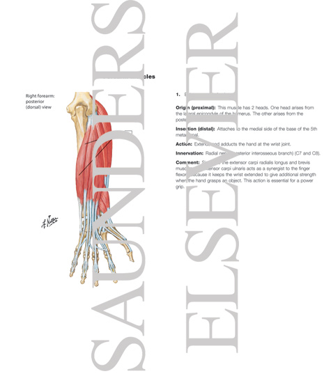 Watermarked preview of labeled image: Individual Muscles of Forearm: Extensors of Wrist and Digits