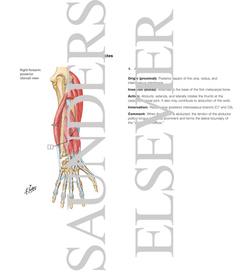 Individual Muscles of Forearm: Extensors of Wrist and Digits