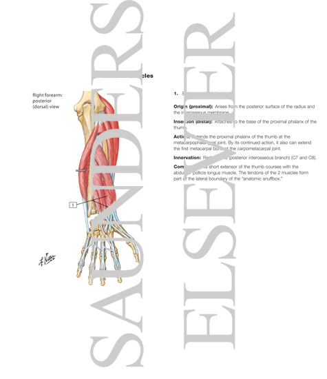 Watermarked preview of labeled image: Individual Muscles of Forearm: Extensors of Wrist and Digits