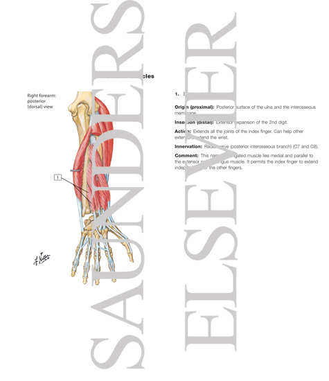 Watermarked preview of labeled image: Individual Muscles of Forearm: Extensors of Wrist and Digits