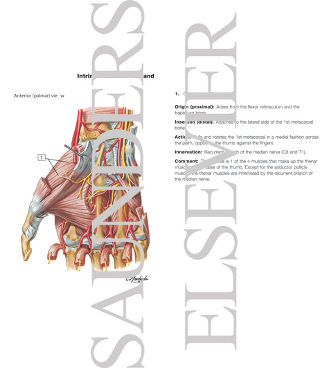 Watermarked preview of labeled image: Intrinsic Muscles of Hand