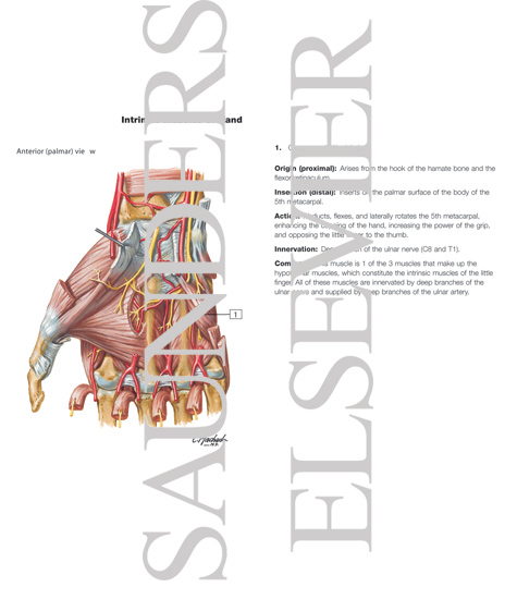 Watermarked preview of labeled image: Intrinsic Muscles of Hand