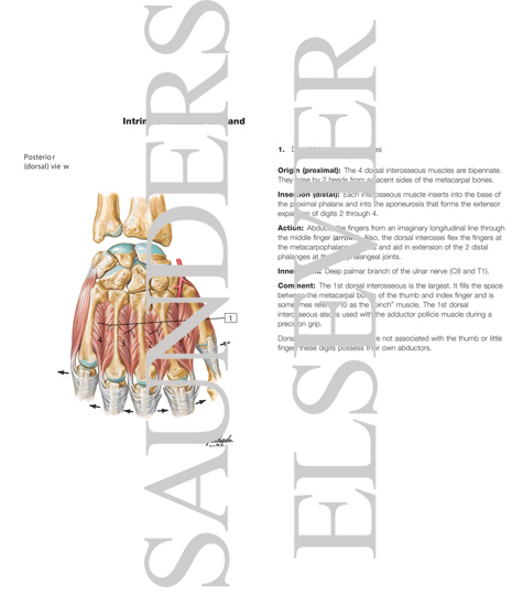 Watermarked preview of labeled image: Intrinsic Muscles of Hand