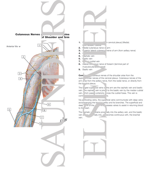 Cutaneous Nerves and Superficial Veins of Upper Arm and Elbow