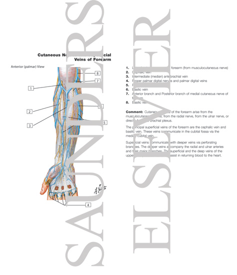 Watermarked preview of labeled image: Cutaneous Nerves of Forearm