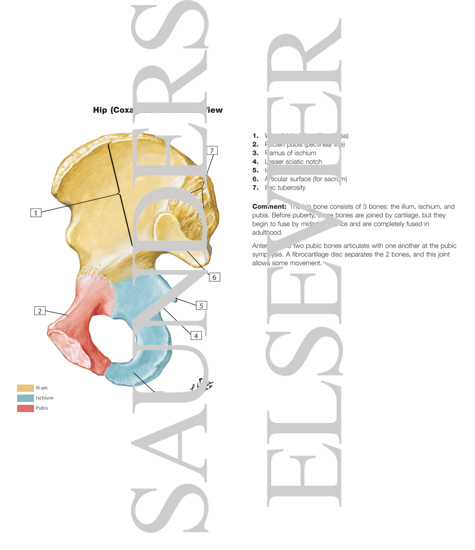 Coxal Bone