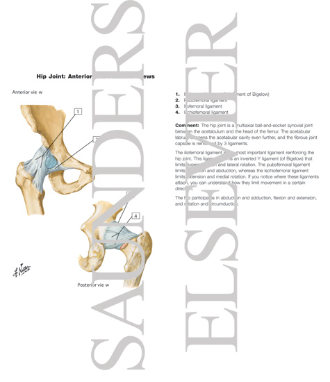 Watermarked preview of labeled image: Hip Joint
