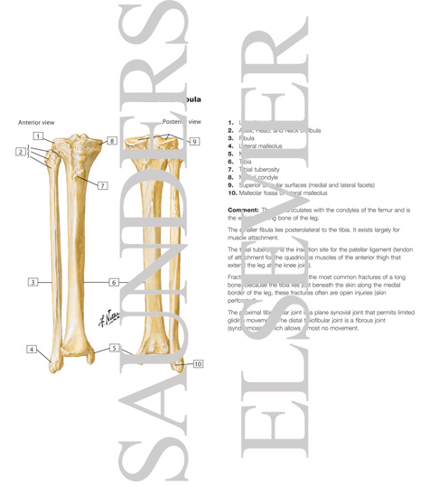 Tibia and Fibula
