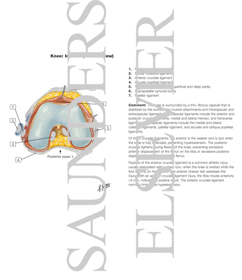 Interior of Right Knee Joint (Inferior, Superior, and Anterior)
Knee: Anterior Views
Knee: Interior