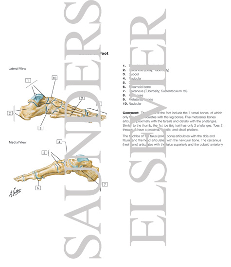 Bones of Foot
