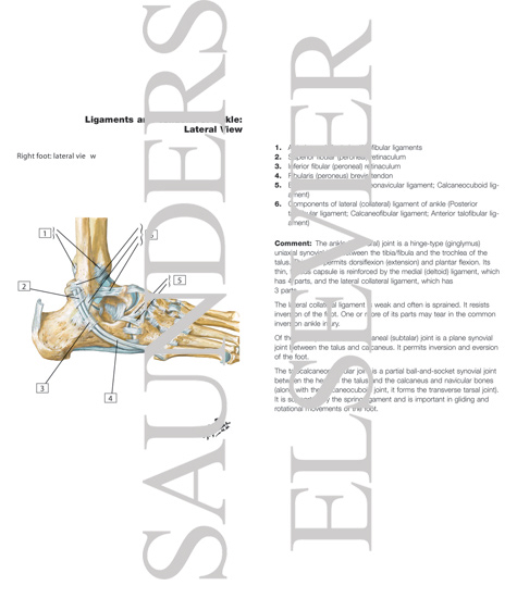 Watermarked preview of labeled image: Lateral Ligaments of Ankle