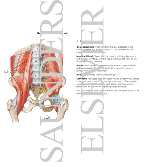 The Iliopsoas MusclePsoas and Iliacus Muscles