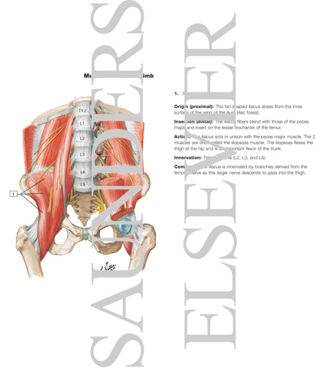 Watermarked preview of labeled image: The Iliopsoas MusclePsoas and Iliacus Muscles