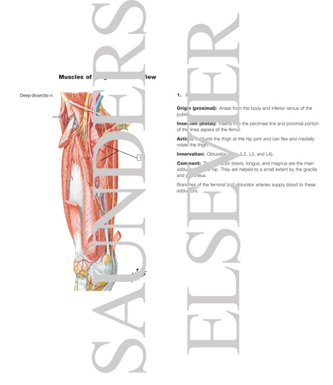 Watermarked preview of labeled image: Arteries and Nerves of Thigh: Deep Dissection (anterior view)Arteries and Nerves of Thigh: Anterior Views