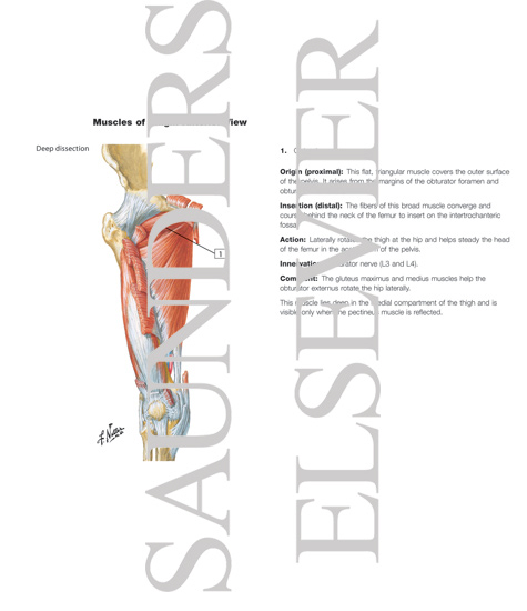 Muscles of Thigh: Anterior Views