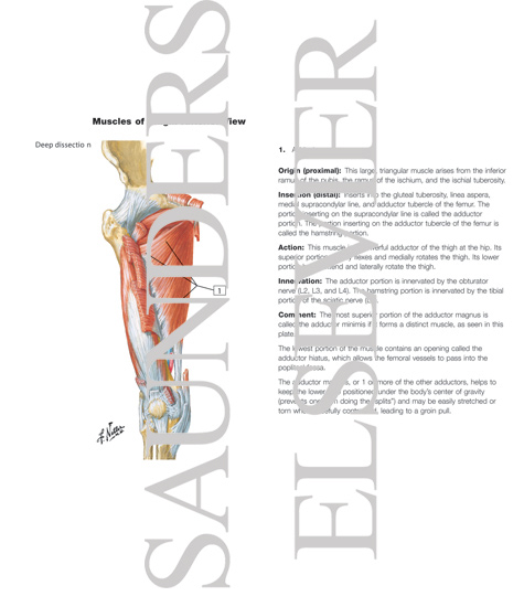 Muscles of Thigh: Anterior Views