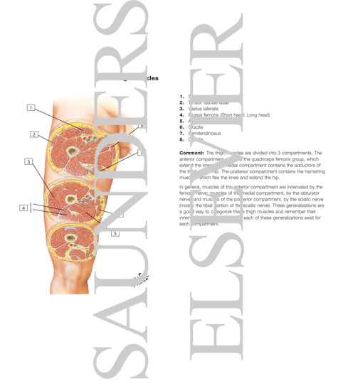 Cross-Sectional Anatomy of Thigh
Thigh: Serial Cross Sections