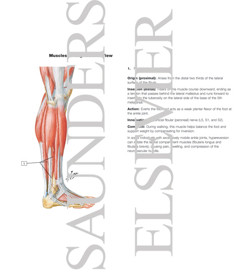 Muscles of Leg: Lateral View